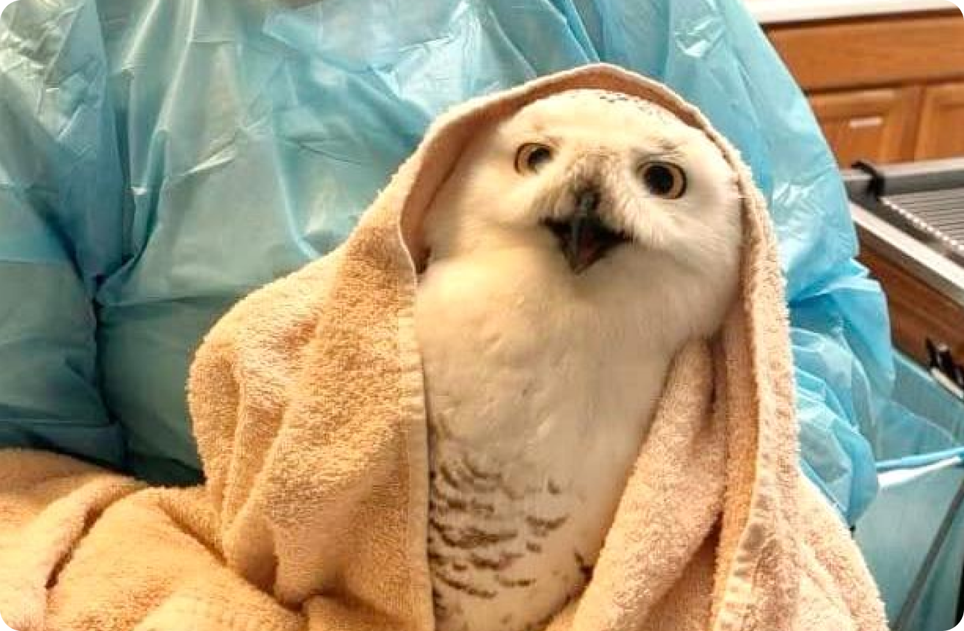 'A magical high in rollercoaster Arsenal campaign'